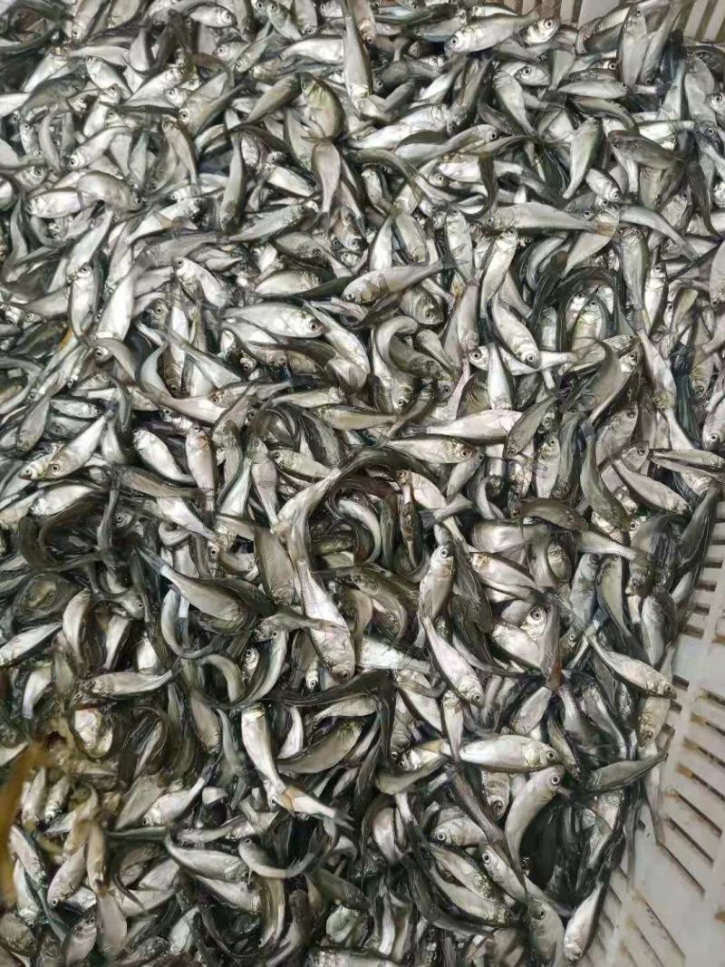 白鲢苗常年有货需要的联系了