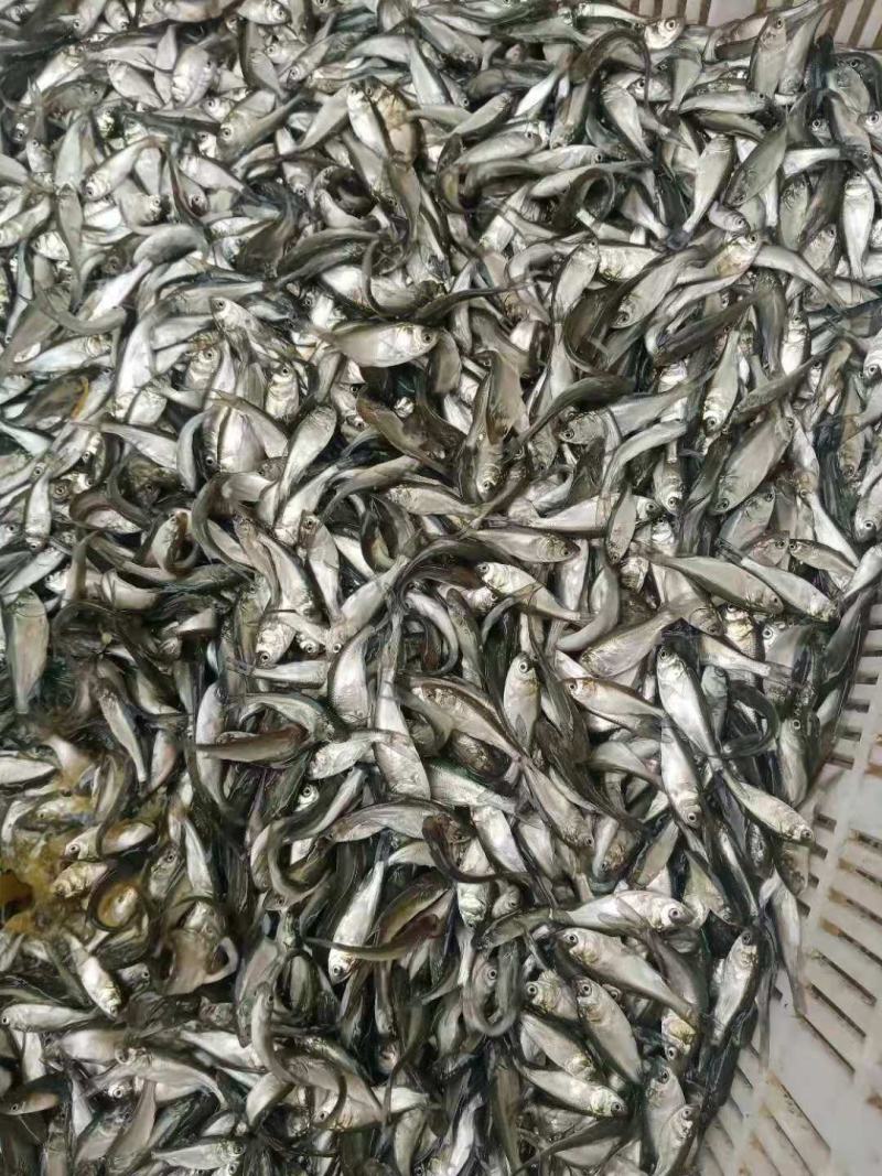 白鲢苗常年有货需要的联系了