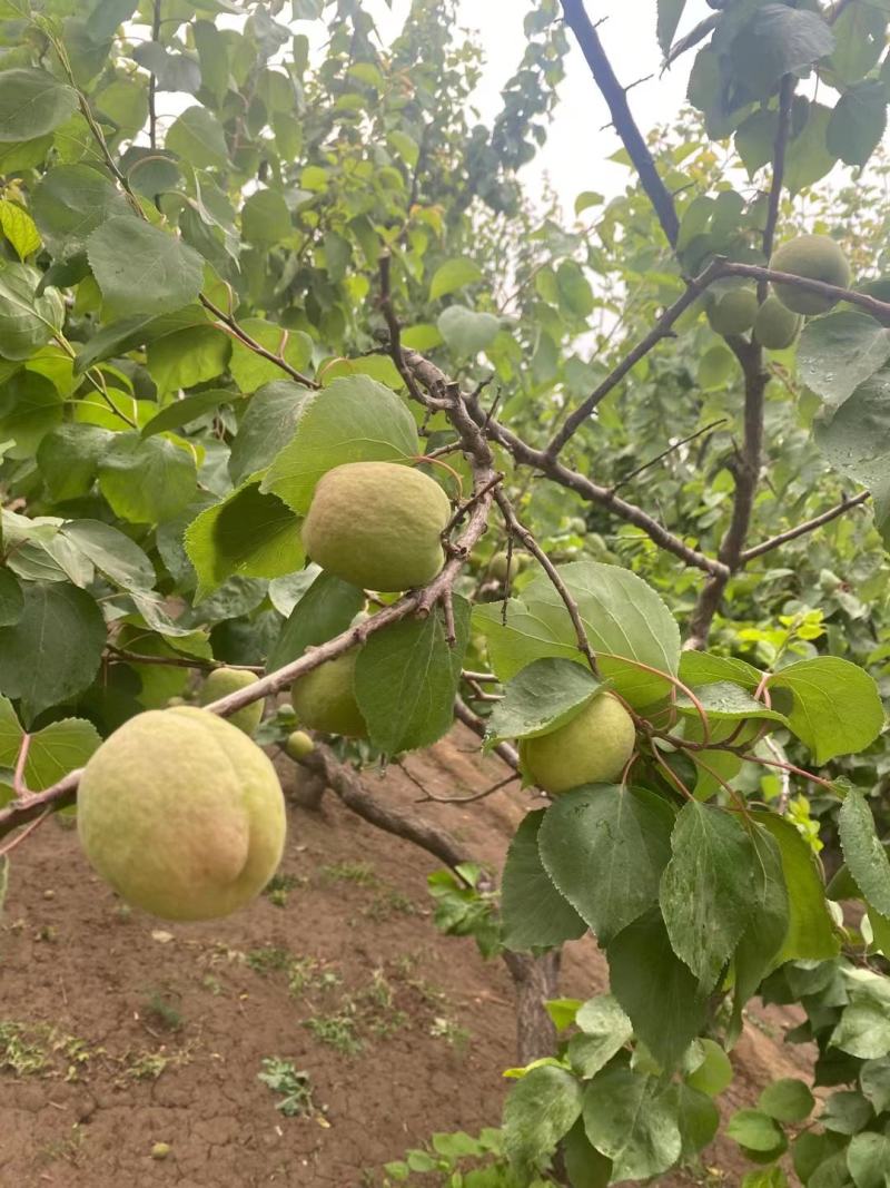 凯特杏，大量凯特杏上市了，个大饱满，产地直供，需要的老板