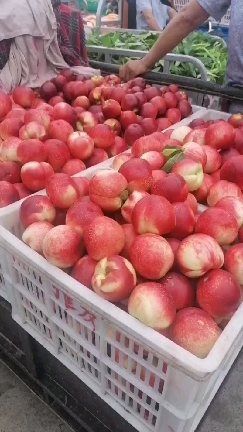 中油16.油桃大量上市，量大价格便宜，对接电商，商超，