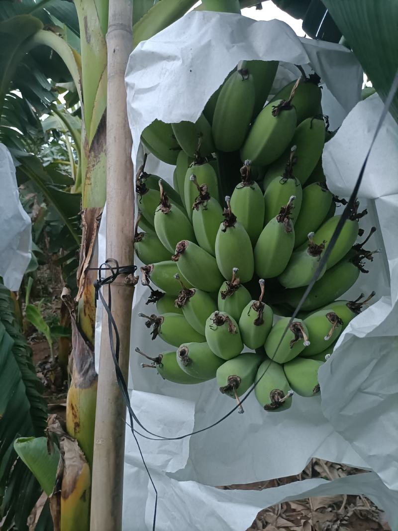 平果焦香蕉
