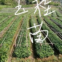 百亩基地1-3玉桂苗，肉桂苗【广西省贵港市平南六陈