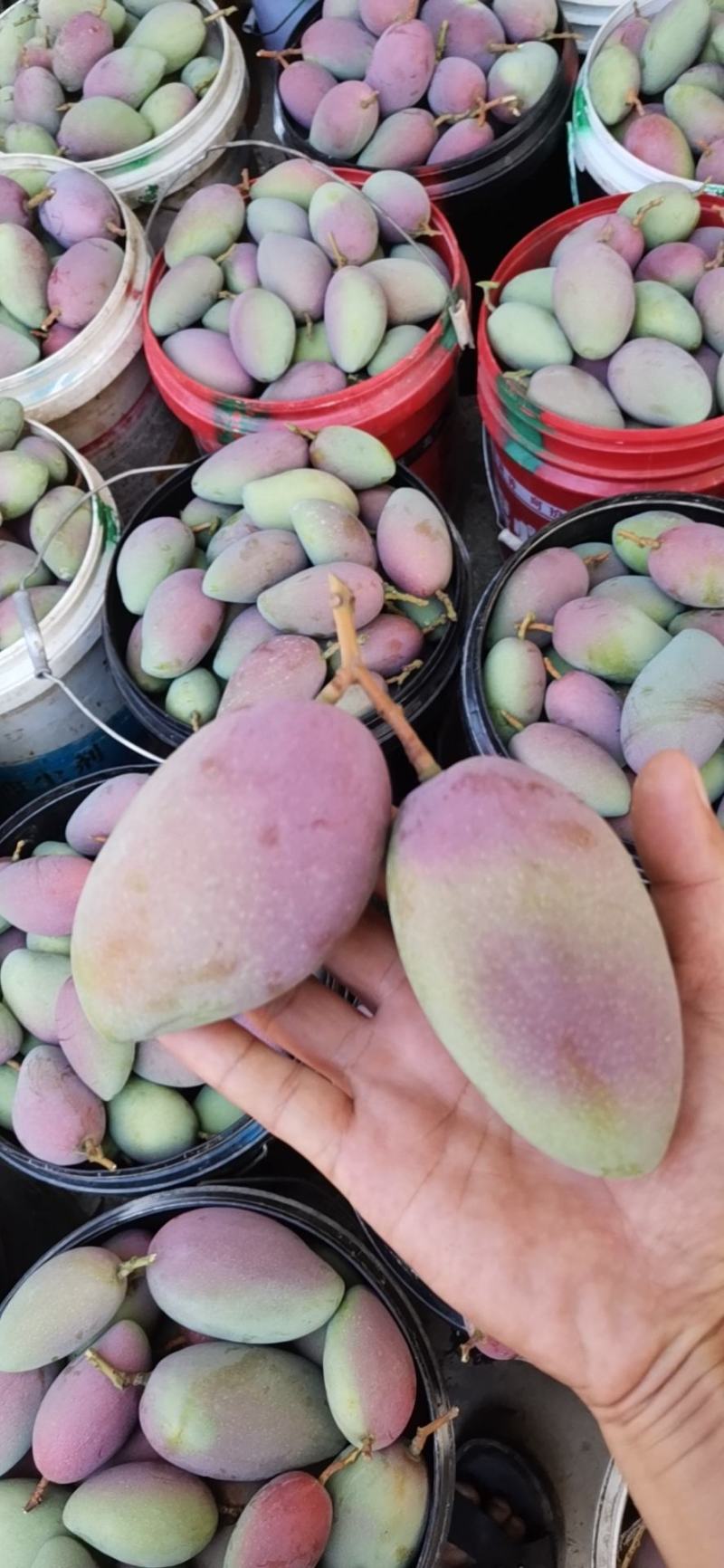 百色贵妃芒电商平台团购平台供应市场现货整车电话联系