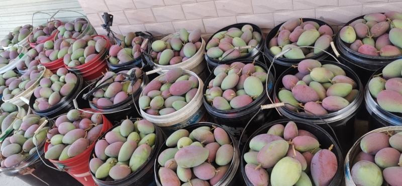 百色贵妃芒电商平台团购平台供应市场现货整车电话联系