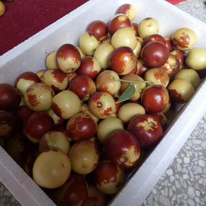 大荔冬枣