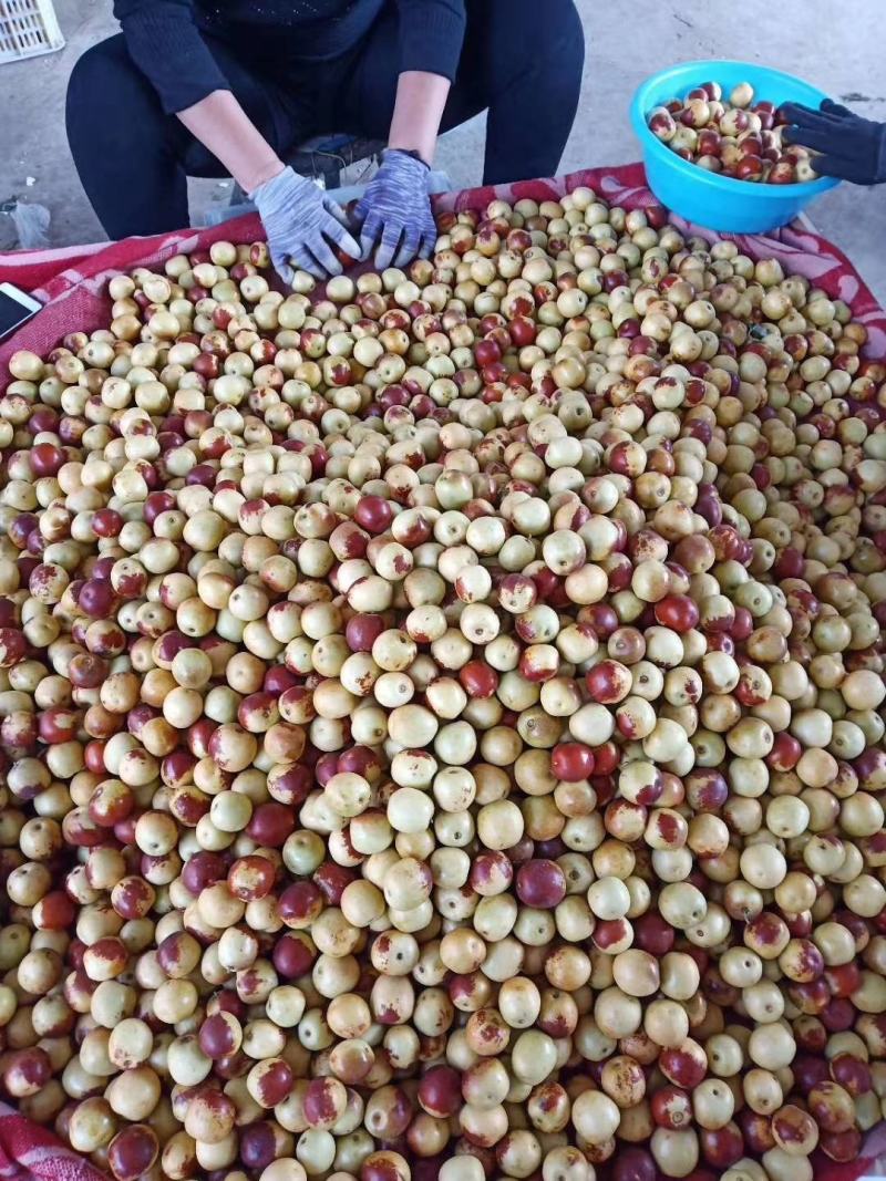 大荔冬枣