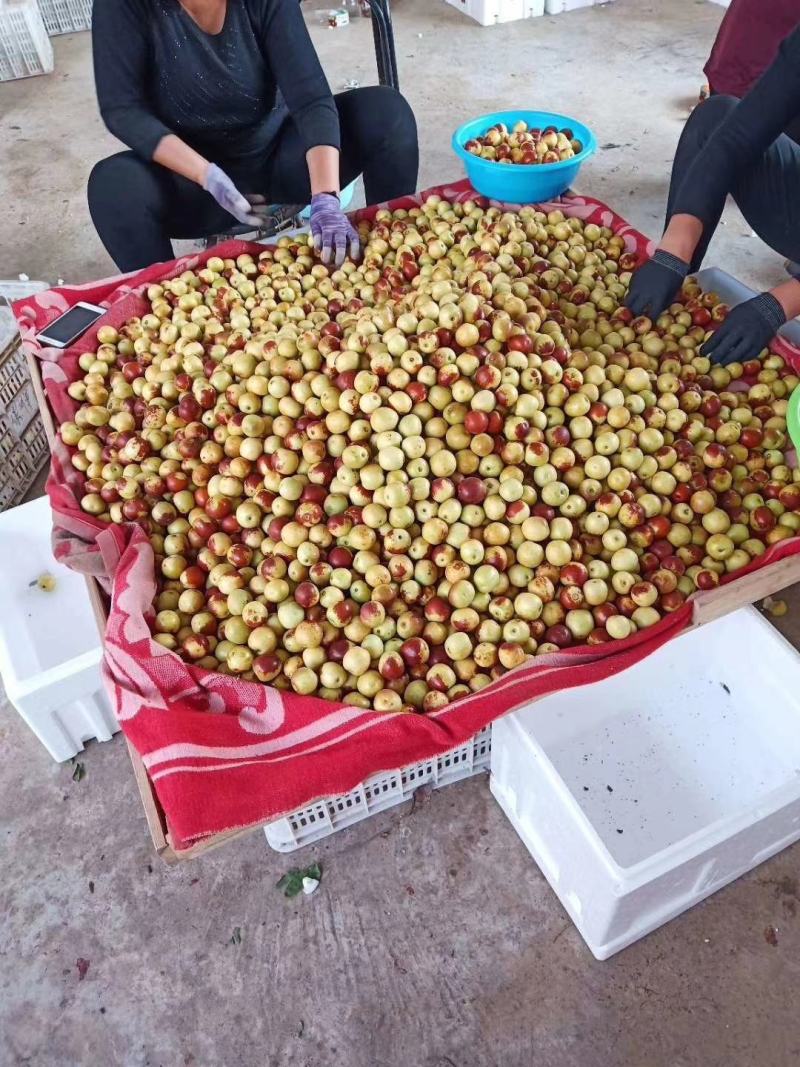 大荔冬枣