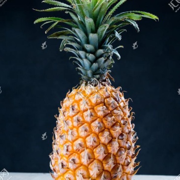 凤梨