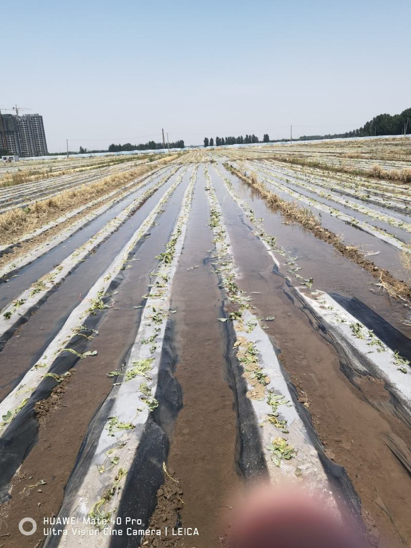 地膜厂家直销专用除草地膜杀灭蚜虫保湿水果蔬菜专用
