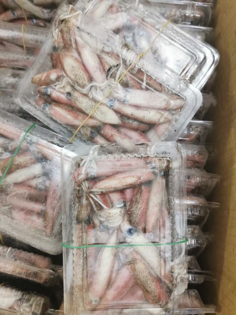 船冻小管鱿鱼笔管