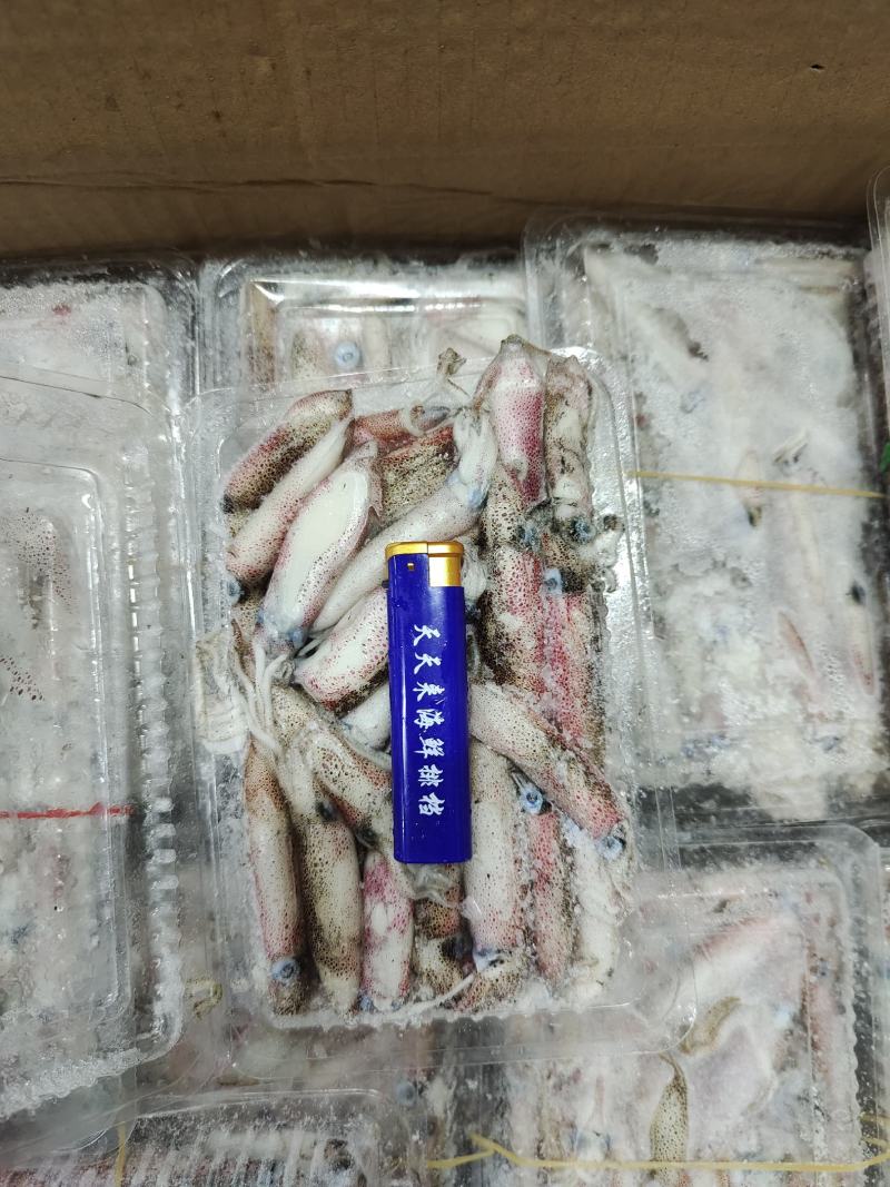 船冻小管鱿鱼笔管