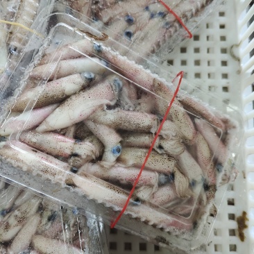 船冻小管鱿鱼笔管