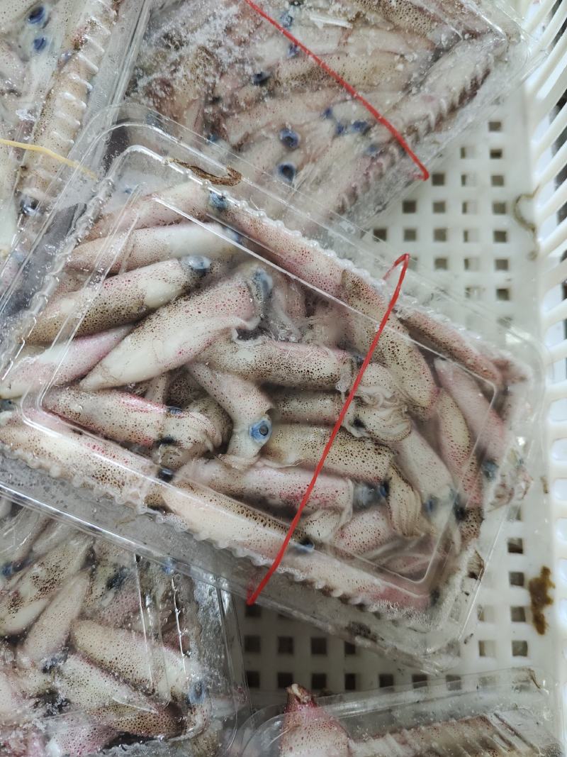 船冻小管鱿鱼笔管