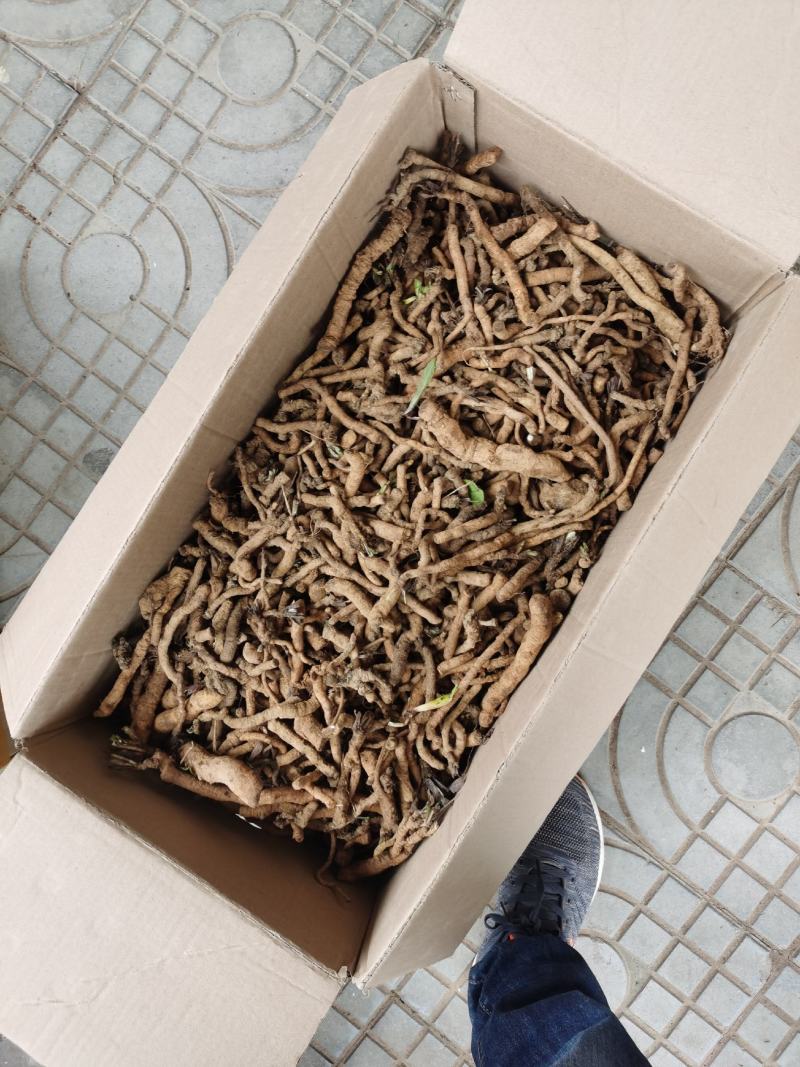 蒲公英，独参根一手货源产地直销品种质保证欢迎实地看货