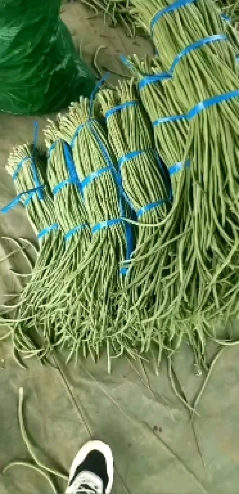 精品长豆角，加工厂泡菜厂有想法的联系吧。产地实力带收带发