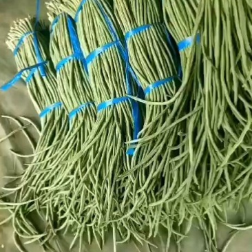 精品长豆角，加工厂泡菜厂有想法的联系吧。产地实力带收带发