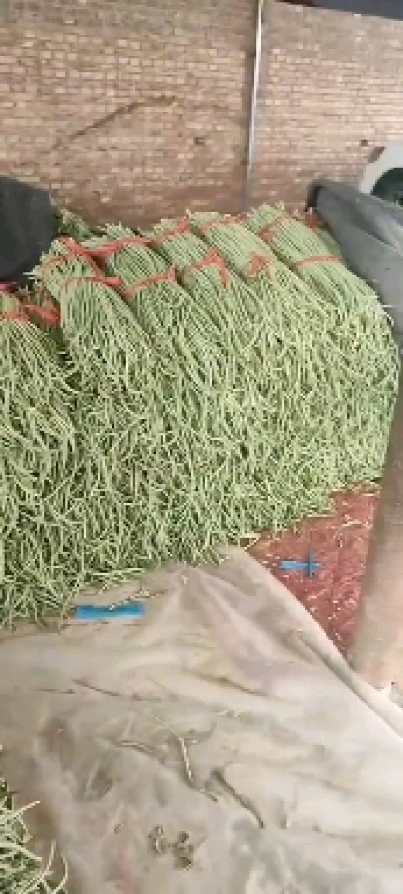 精品长豆角，加工厂泡菜厂有想法的联系吧。产地实力带收带发