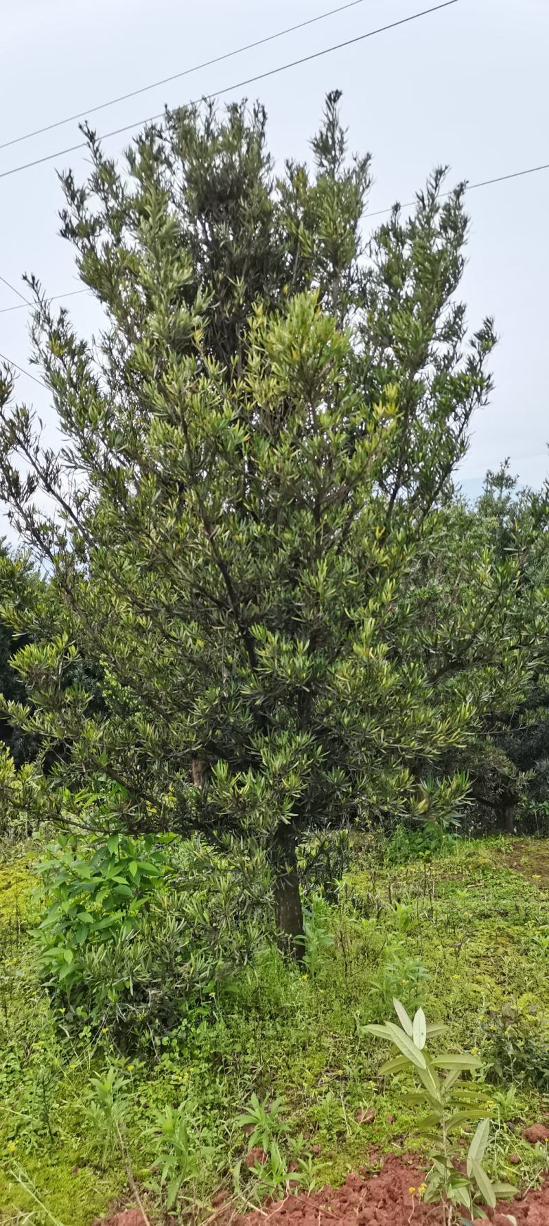 供应15公分罗汉松，移栽田苗，江西中叶罗汉松，苗圃直供