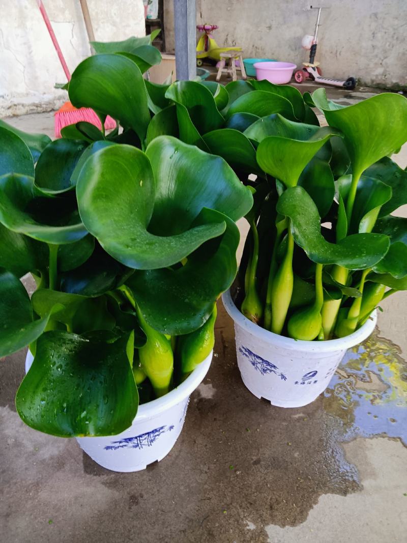水葫芦叶厚叶肥，凤眼莲，水仙花，凤眼蓝，大量现货，