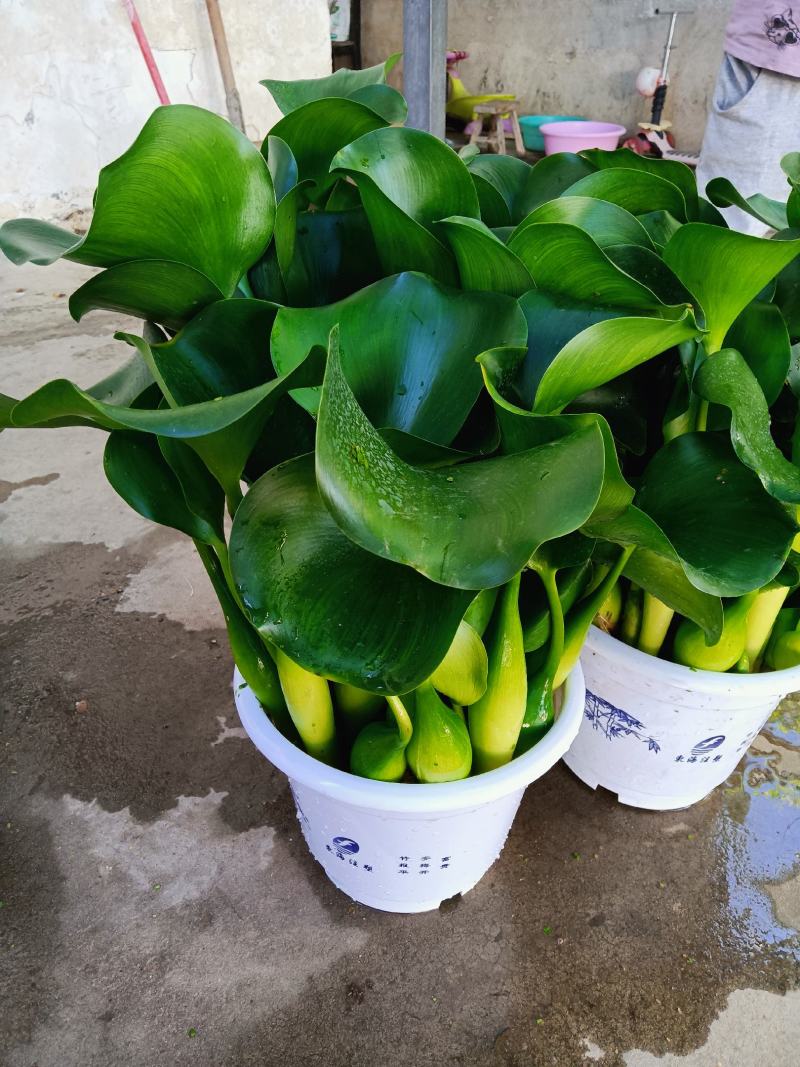 水葫芦叶厚叶肥，凤眼莲，水仙花，凤眼蓝，大量现货，