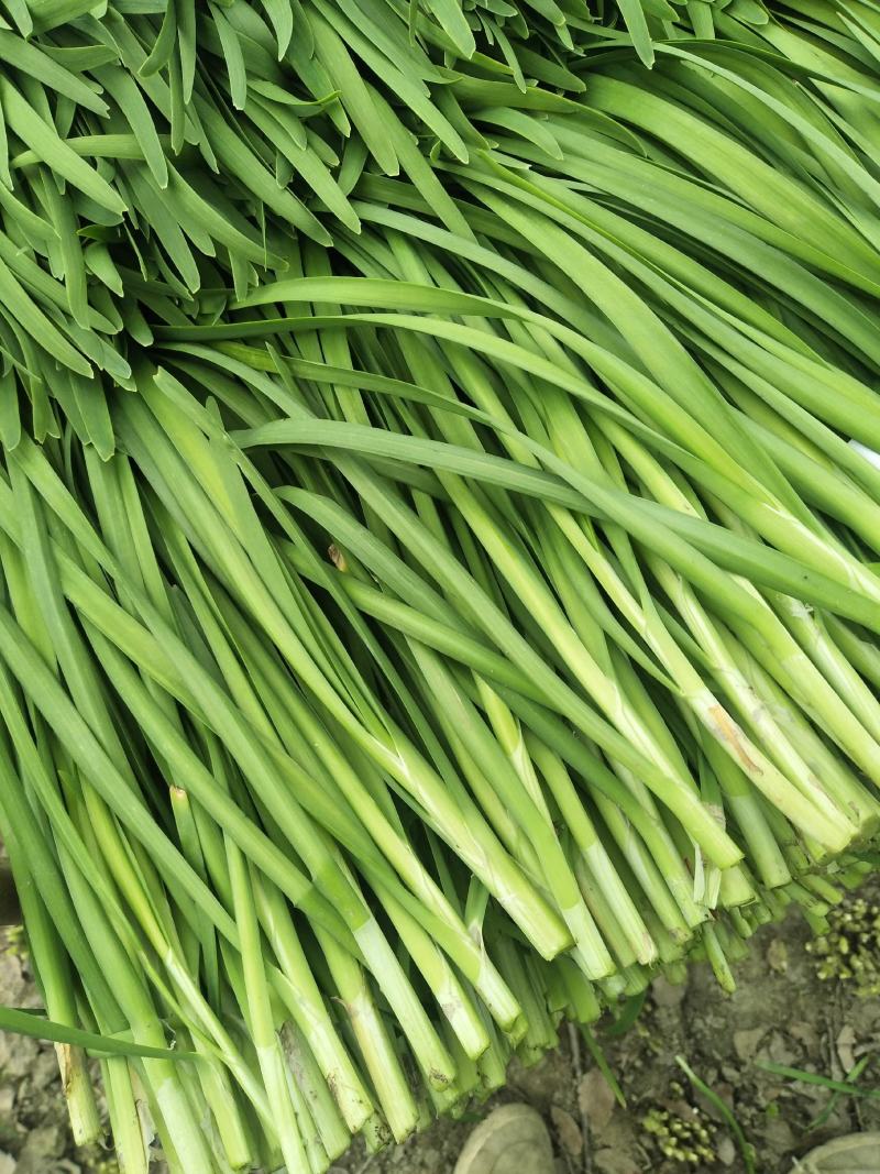 大叶韭菜，精品韭菜，陆续上市