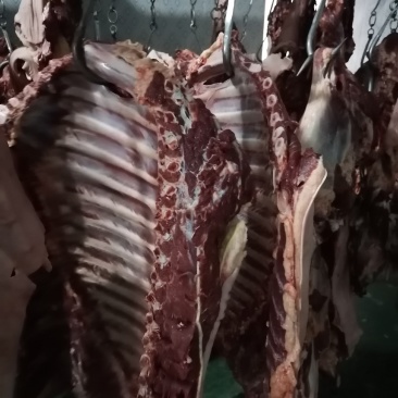 鲜马肉鲜驴肉，带皮的，去皮的，驴排马排，大量供应