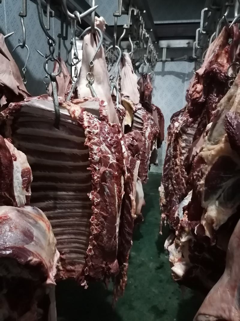 鲜马肉鲜驴肉，带皮的，去皮的，驴排马排，大量供应