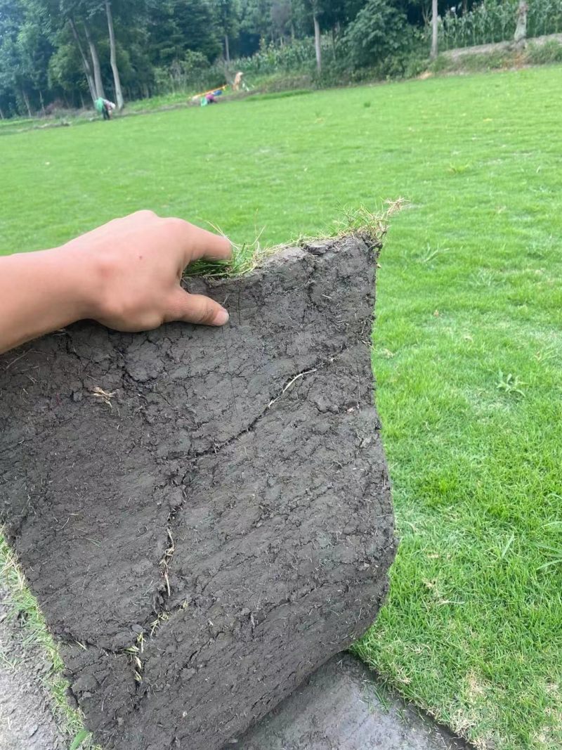 绿化草坪（台湾二号）（混播）大量供应量大从优
