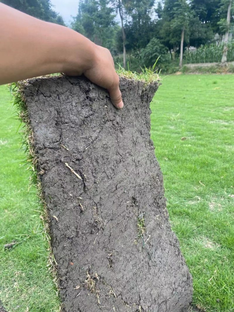 绿化草坪（台湾二号）（混播）大量供应量大从优