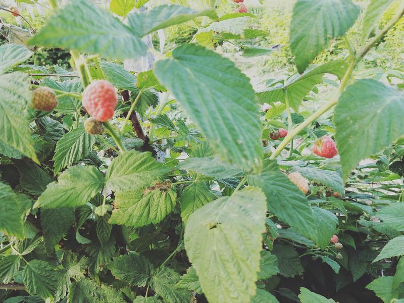 新鲜红树莓鲜果上市了