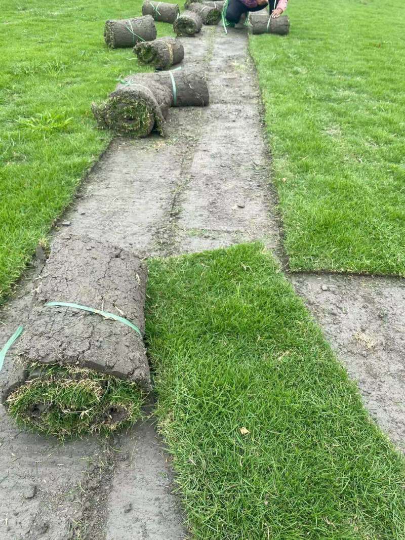 绿化草坪（台湾二号）（混播）大量供应量大从优