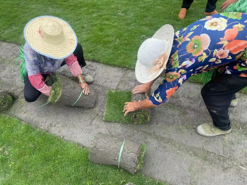 绿化草坪（台湾二号）（混播）大量供应量大从优