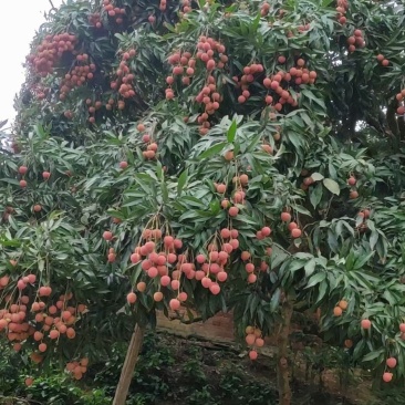 广西钦州黑叶荔枝