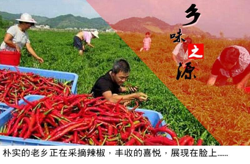 剁辣椒湖南特产农家自制纯手工超辣特辣鱼头下饭香辣剁椒酱