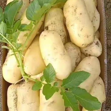 山东鲜土豆荷兰十五土豆，V7土豆大量上市了，货源充足