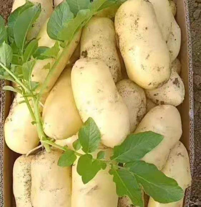 山东鲜土豆荷兰十五土豆，V7土豆大量上市了，货源充足