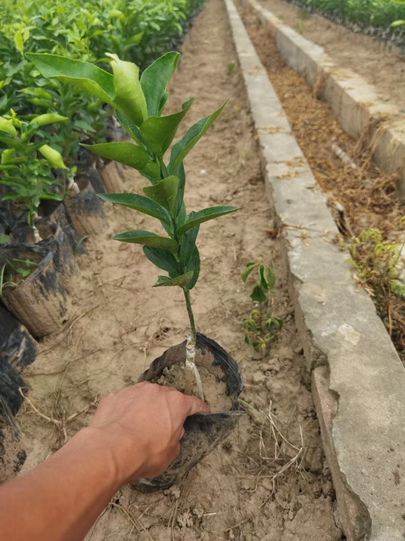 沃柑杯苗，祼根苗。死苗补发。欢迎实地考察订货