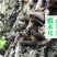 东北黑木耳椴木小碗耳肉厚无根营养美味干货包邮