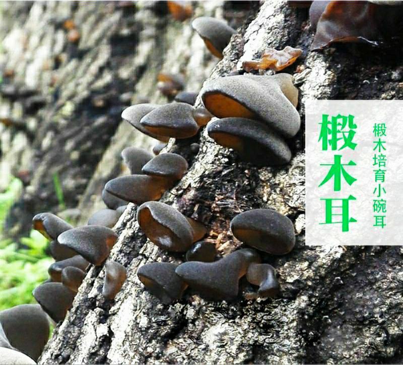 东北黑木耳椴木小碗耳肉厚无根营养美味干货包邮