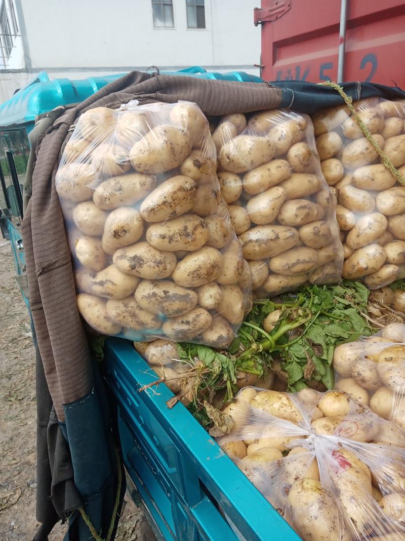 精品土豆，沃土5号大量上市，产地直供，欢迎洽谈合作