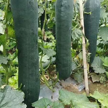 精品黑皮吊冬瓜，独滕冬瓜，条形正，皮薄，肉厚！