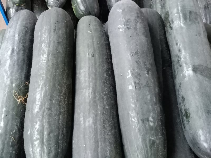 精品黑皮吊冬瓜，独滕冬瓜，条形正，皮薄，肉厚！