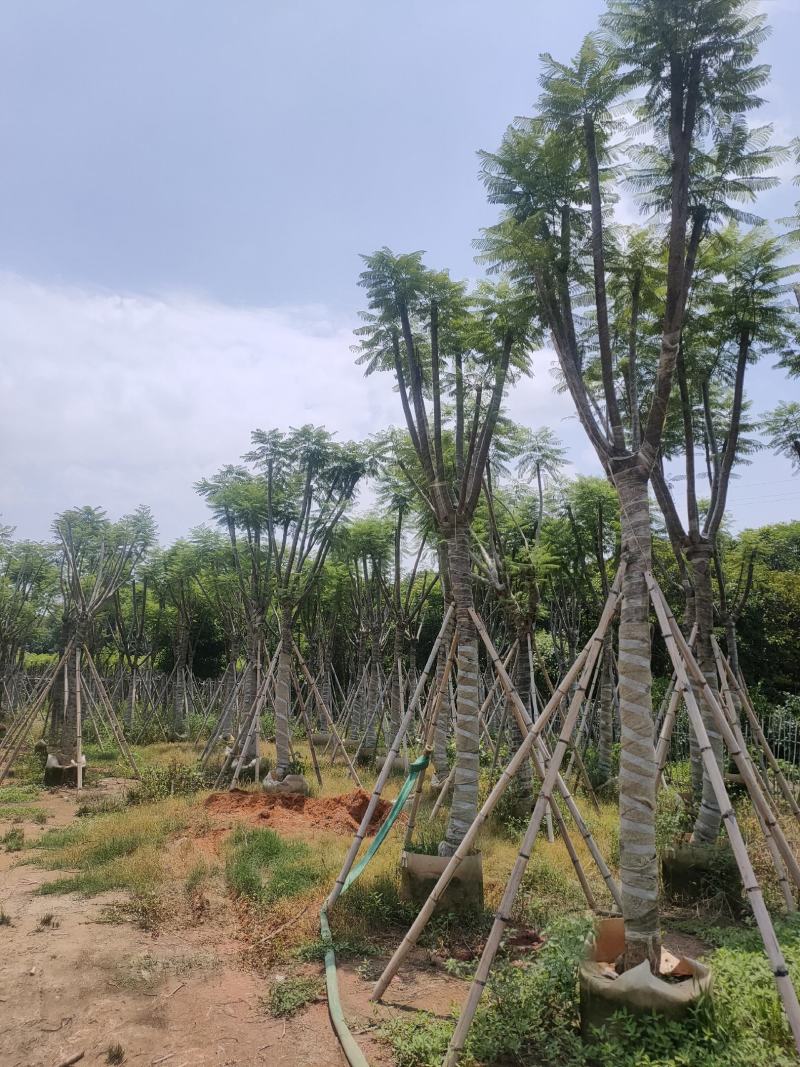 自家基地蓝花楹10-12-15公分，保质保量