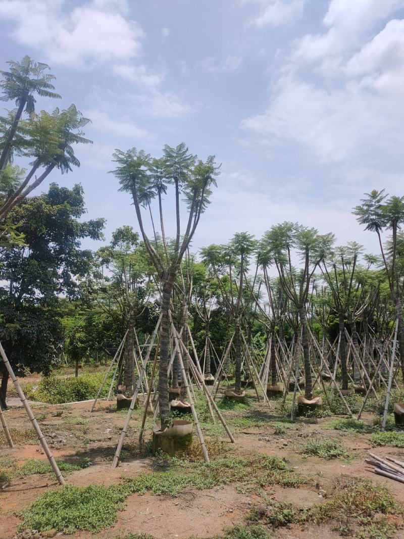 自家基地蓝花楹10-12-15公分，保质保量