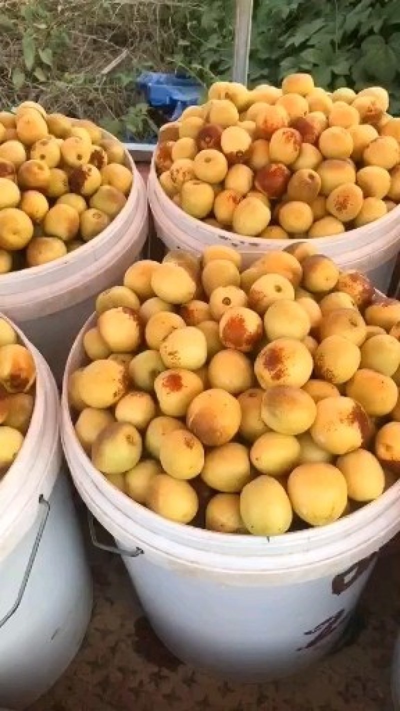 陕西冬枣价格，冬枣批发，冷库冬枣价格，货源充足，质量保证