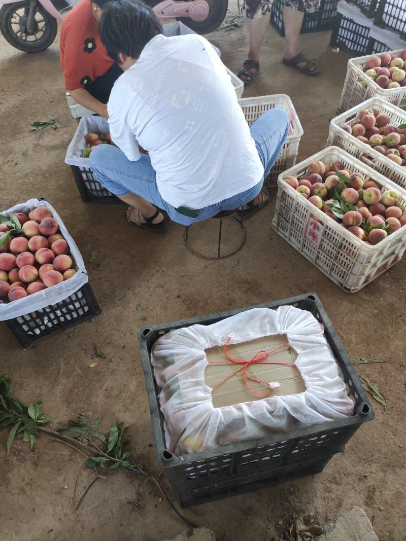 春蜜大量上市量大从优