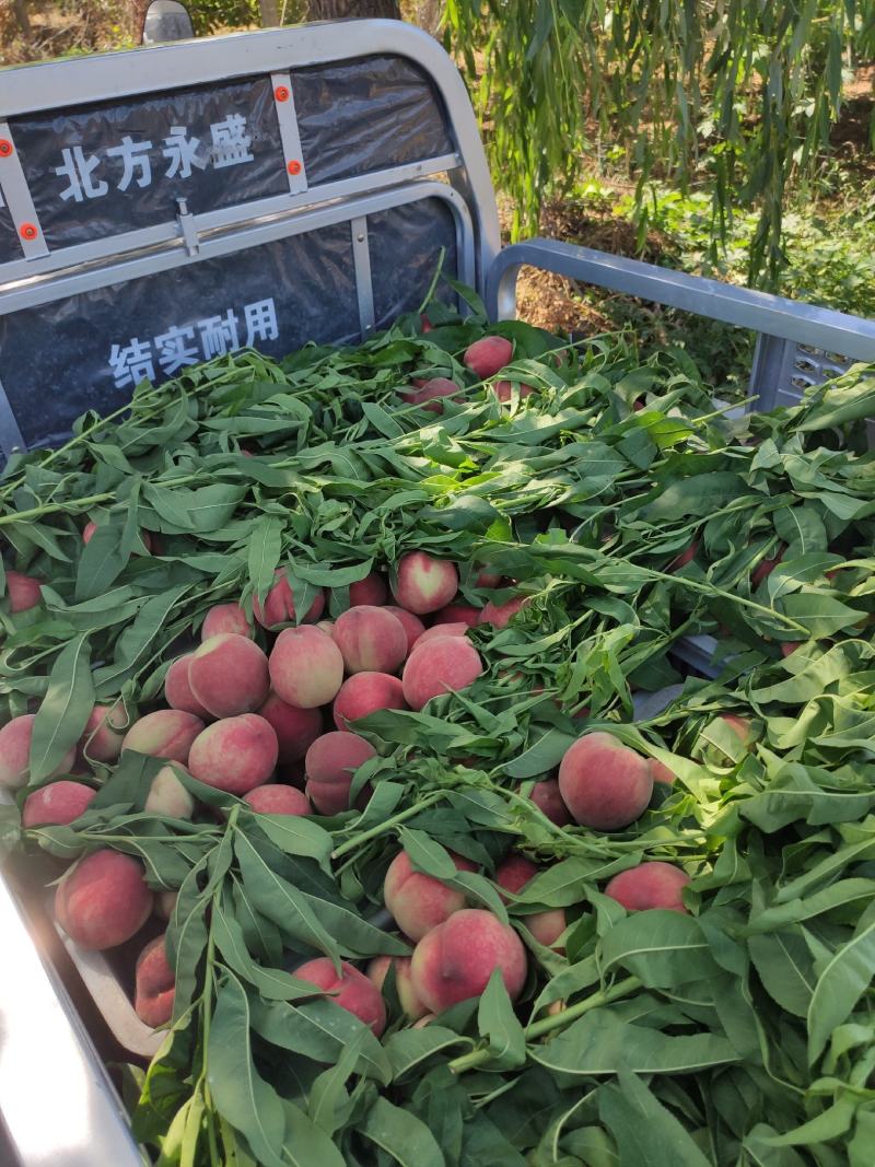 春蜜大量上市量大从优