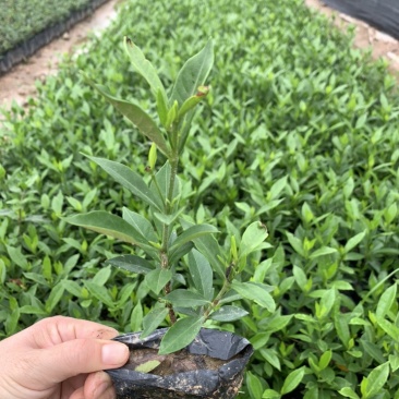 小叶栀子栀子花福建基地大量批发提供视频看货