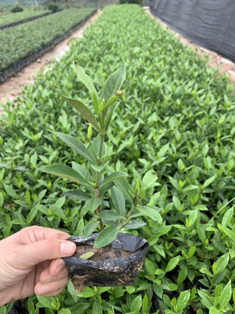 小叶栀子栀子花福建基地大量批发提供视频看货