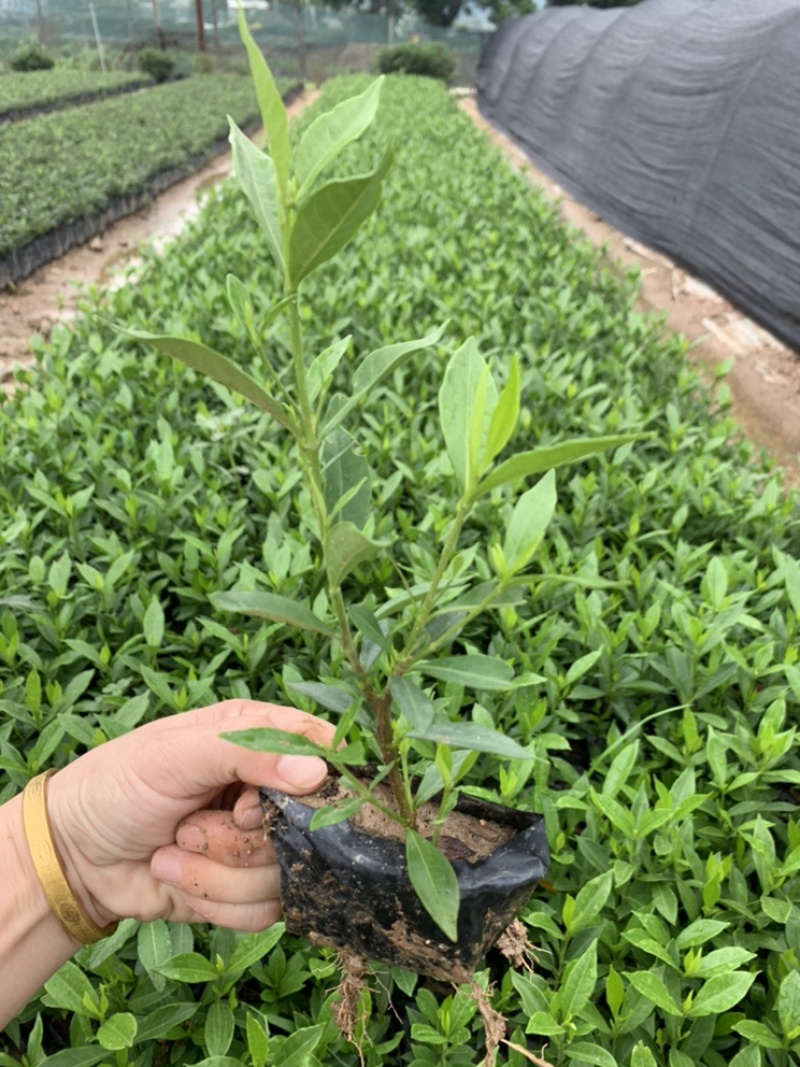 小叶栀子栀子花福建基地大量批发提供视频看货